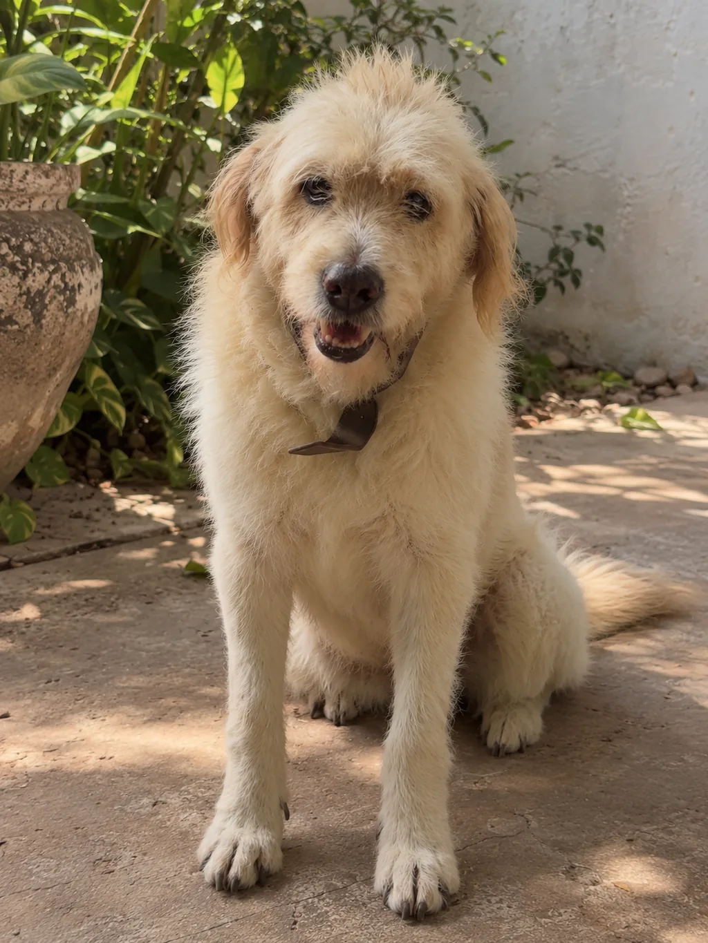 Suncho, el perro que dio origen a Naara Pet, sentado al sol en el patio de casa